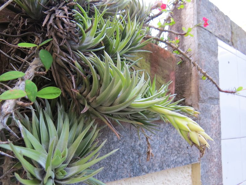 Tillandsia neglecta, photographed by Victor Farjalla Pontes