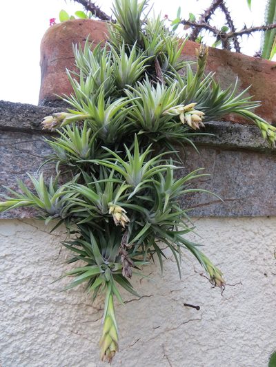 Tillandsia neglecta, photographed by Victor Farjalla Pontes