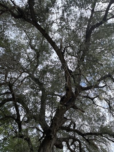 Quercus brandegeei, photographed by Jim Riley