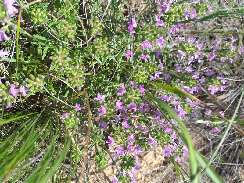 Thymus kirgisorum, photographed by Dmitriy Bochkov