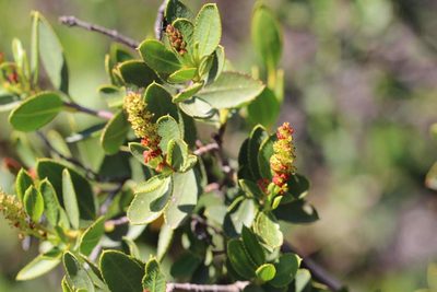 Colliguaja odorifera, photographed by Cesar Ormazabal