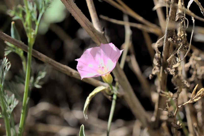Convolvulus chilensis, photographed by Cesar Ormazabal