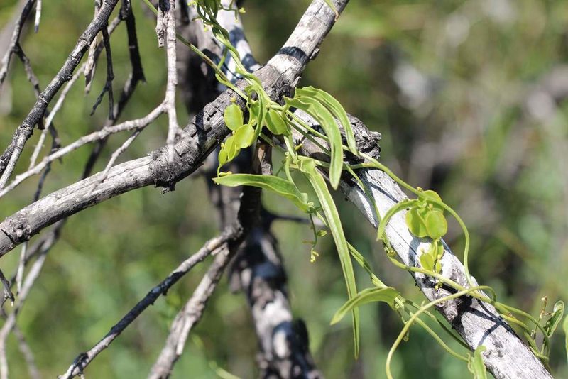 Dioscorea saxatilis, photographed by Cesar Ormazabal