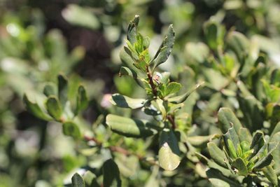 Escallonia illinita, photographed by Cesar Ormazabal