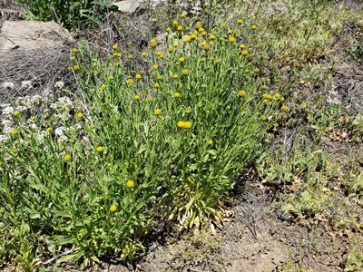 Helenium aromaticum, photographed by Cesar Ormazabal