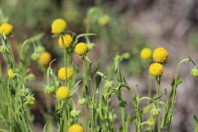 Helenium aromaticum, photographed by Cesar Ormazabal