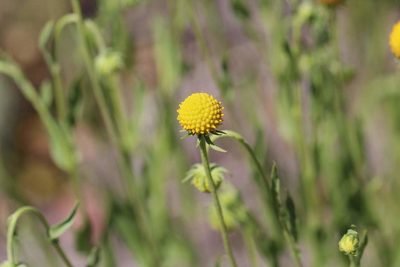 Helenium aromaticum, photographed by Cesar Ormazabal
