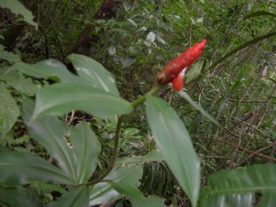Costus pulverulentus, photographed by Neptalí Ramírez Marcial