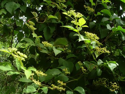 Cissus microcarpa, photographed by Neptalí Ramírez Marcial