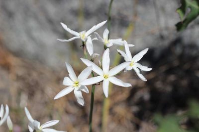 Leucocoryne ixioides, photographed by Cesar Ormazabal