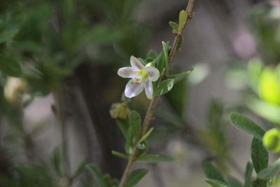 Lycium chilense, photographed by Cesar Ormazabal