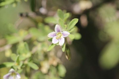 Lycium chilense, photographed by Cesar Ormazabal