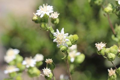 Moscharia pinnatifida, photographed by Cesar Ormazabal
