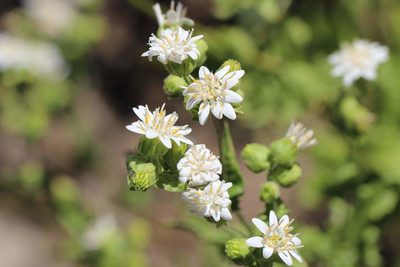 Moscharia pinnatifida, photographed by Cesar Ormazabal