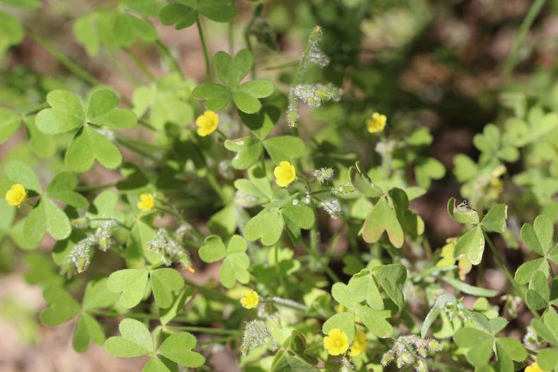 Oxalis laxa, photographed by Cesar Ormazabal