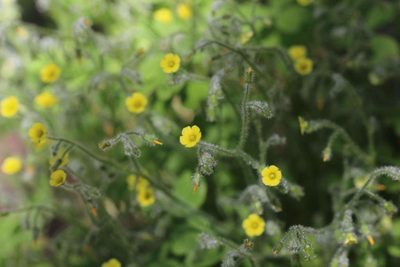 Oxalis laxa, photographed by Cesar Ormazabal
