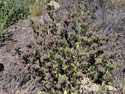 Phacelia brachyantha, photographed by Cesar Ormazabal