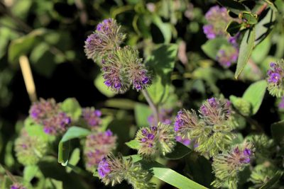 Phacelia brachyantha, photographed by Cesar Ormazabal