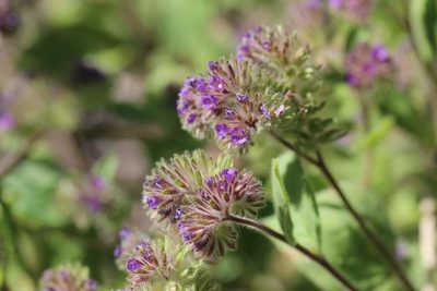 Phacelia brachyantha, photographed by Cesar Ormazabal