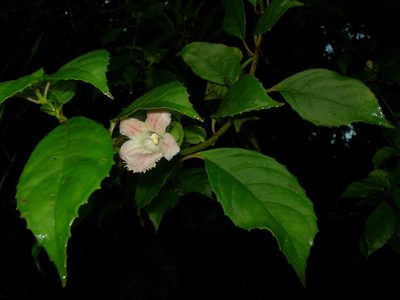 Drymonia serrulata, photographed by Neptalí Ramírez Marcial