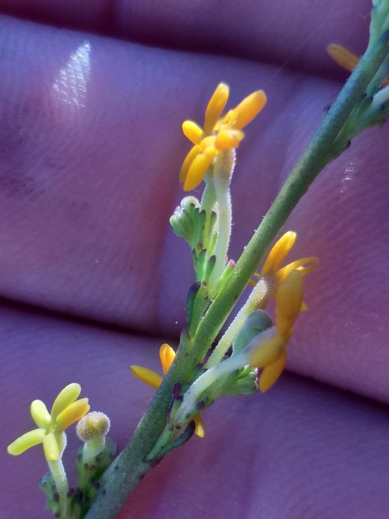 Manulea caledonica, photographed by kevin koen