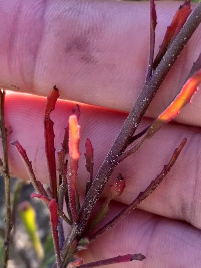 Manulea caledonica, photographed by kevin koen