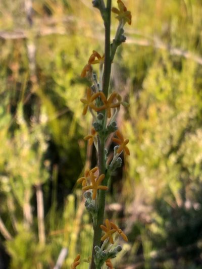 Manulea caledonica, photographed by kevin koen