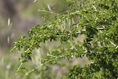 Porlieria chilensis, photographed by Cesar Ormazabal