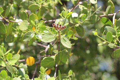 Quillaja saponaria, photographed by Cesar Ormazabal