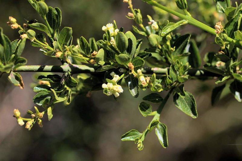 Retanilla trinervia, photographed by Cesar Ormazabal