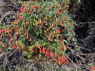 Tropaeolum tricolor, photographed by Cesar Ormazabal