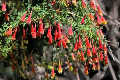 Tropaeolum tricolor, photographed by Cesar Ormazabal