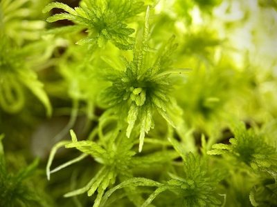 Sphagnum girgensohnii, photographed by Andrew Melton
