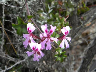 Pelargonium peltatum, photographed by Tim Kirsten