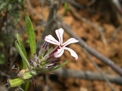 Pachypodium succulentum, photographed by Tim Kirsten