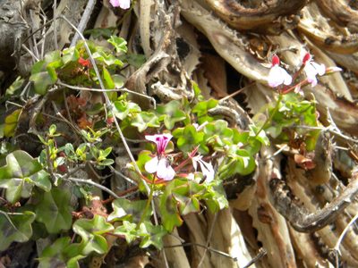 Pelargonium peltatum, photographed by Tim Kirsten