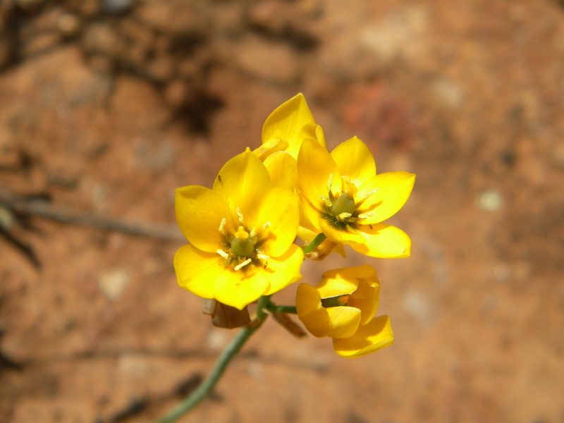 Eliokarmos dubius, photographed by Tim Kirsten
