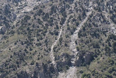 Austrocedrus chilensis, photographed by Cesar Ormazabal