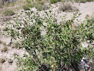 Proustia cuneifolia, photographed by Cesar Ormazabal