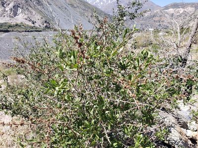 Proustia cuneifolia, photographed by Cesar Ormazabal