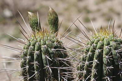 Leucostele chiloensis, photographed by Cesar Ormazabal