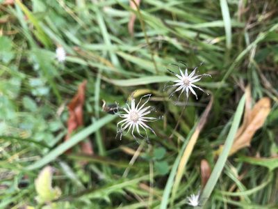 Scorzoneroides autumnalis, photographed by Alesia Boiko