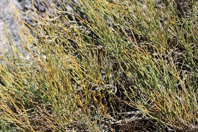 Ephedra chilensis, photographed by Cesar Ormazabal