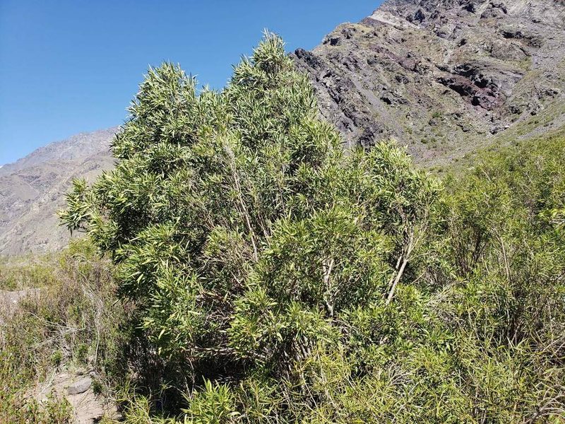 Kageneckia angustifolia, photographed by Cesar Ormazabal