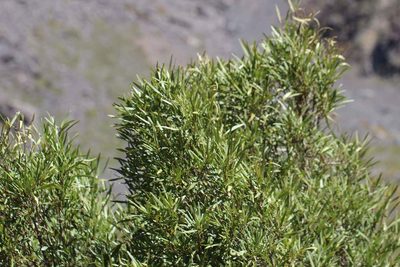 Kageneckia angustifolia, photographed by Cesar Ormazabal