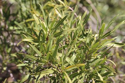 Kageneckia angustifolia, photographed by Cesar Ormazabal