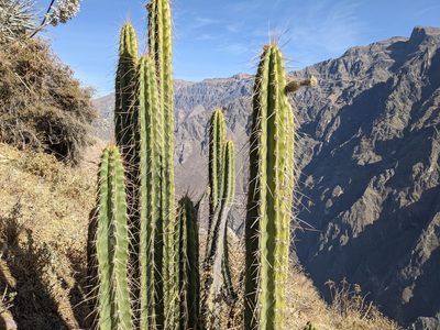 Corryocactus brevistylus, photographed by Zoltán Stekkelpak