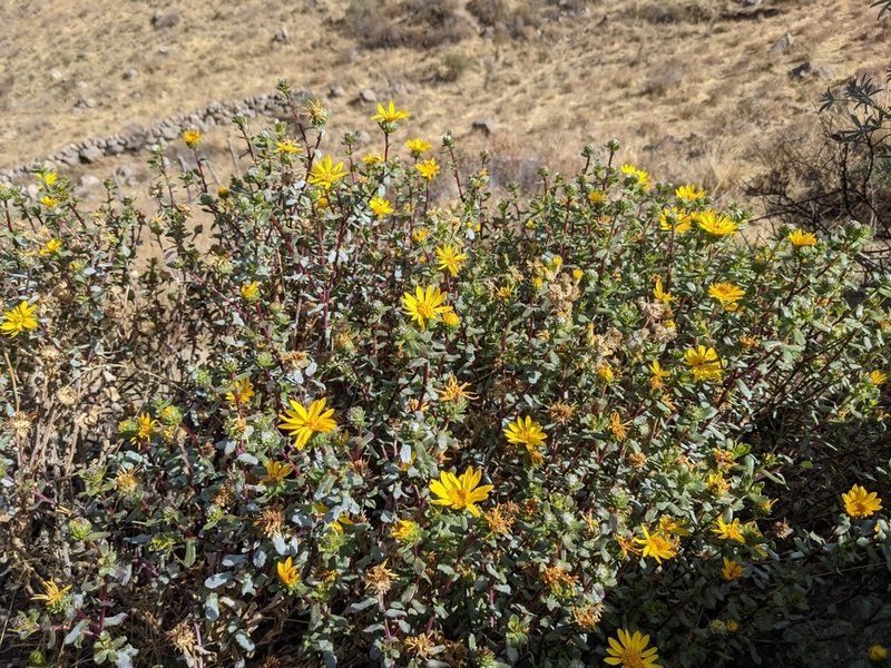 Grindelia tarapacana, photographed by Zoltán Stekkelpak