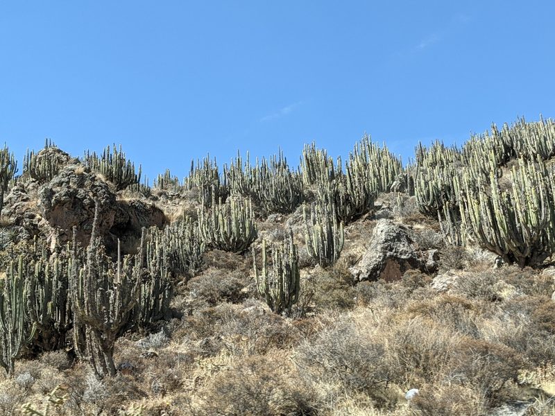 Corryocactus brevistylus, photographed by Zoltán Stekkelpak