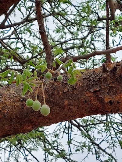 Commiphora mollis, photographed by Manuel R Popp
